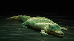 Das Krokodil, rencontres marionnettes