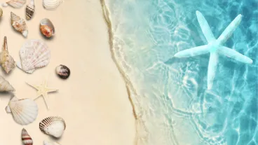 Bild eines Strandes mit Sand, Wasser, Seestern und Muscheln in Nahaufnahme